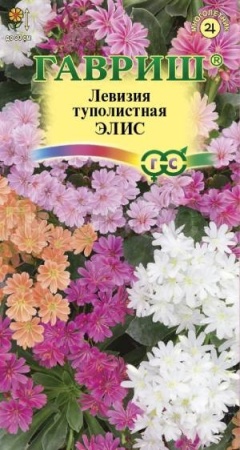 Левизия туполистная Элис 5 шт Левизия туполистная Элис 5 шт