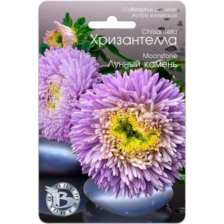 Астра Хризантелла Лунный камень 30шт Астра Хризантелла Лунный камень 30шт