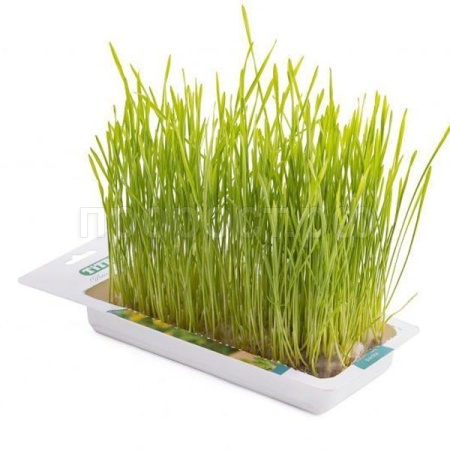 Лакомство для кошек Травка д/кошек пшеница лоток 40гр Лакомство для кошек Травка д/кошек пшеница лоток 40гр