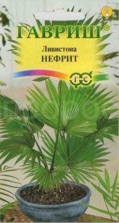 Ливистона китайская Нефрит 3шт  Ливистона китайская Нефрит 3шт
