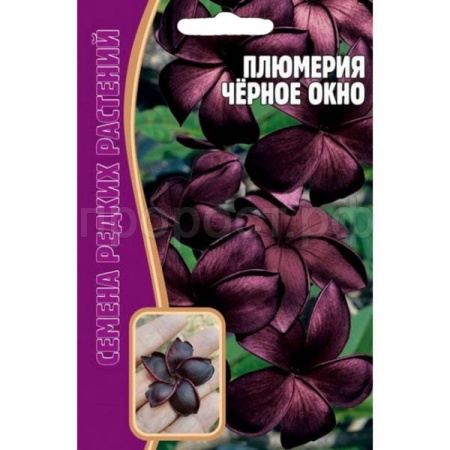 Плюмерия Черное Окно 3 шт Плюмерия Черное Окно 3 шт