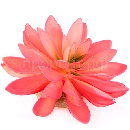 Растение TERRA DELLA Эхеверия большая розовое 14x13x9.5см (Нидерланды)