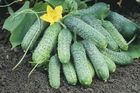 Огурец Пасамонте F1 20*10шт Каприс Огурец Пасамонте F1 20*10шт Каприс