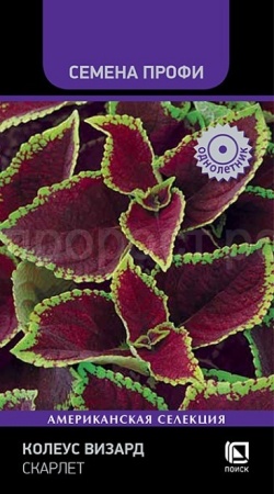 Поиск Колеус Визард Скарлет 10шт  Поиск Колеус Визард Скарлет 10шт