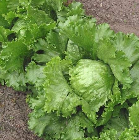 Салат Крупнокочанный 5г Салат Крупнокочанный 5г