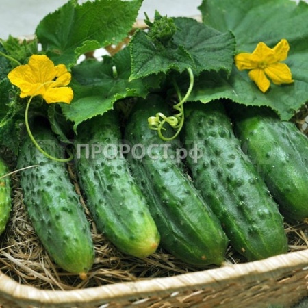 Сембат Огурец Кречет F1 1г XXXL 