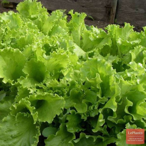 Салат Кучерявец Одесский 10г