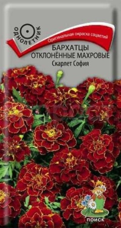 Бархатцы Скарлет София 0,4г  Бархатцы Скарлет София 0,4г