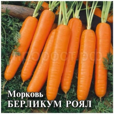 Морковь Берликум Роял 25 г Морковь Берликум Роял 25 г