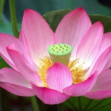 Лотос орехоносный (Nelumbo nucifera) 2 шт Лотос орехоносный (Nelumbo nucifera) 2 шт