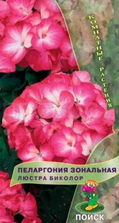 Пеларгония Люстра Биколор 5шт Пеларгония Люстра Биколор 5шт