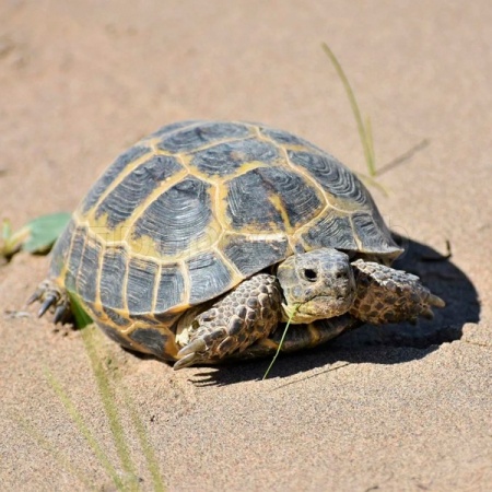 Черепаха среднеазиатская