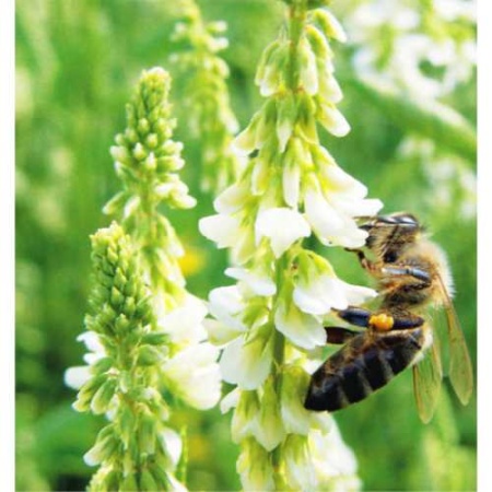 Семена донника белого двухлетнего 0,5 кг Семена донника белого двухлетнего 0,5 кг