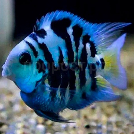 Рыба Попугай Сапфировый Рыба Попугай Сапфировый