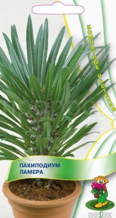 Пахиподиум Ламера 3шт  Пахиподиум Ламера 3шт