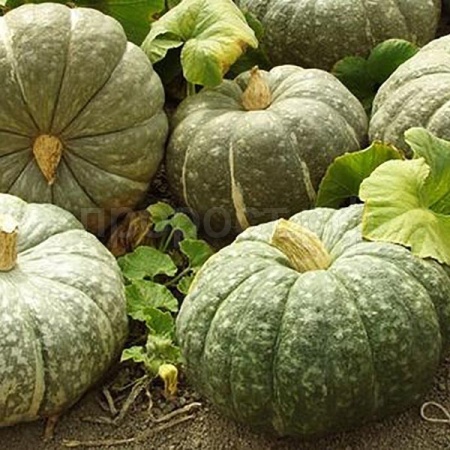 Тыква крупноплодная Зимняя сладкая 10г 