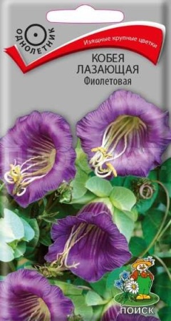 Кобея лазающая Фиолетовая 5шт  Кобея лазающая Фиолетовая 5шт