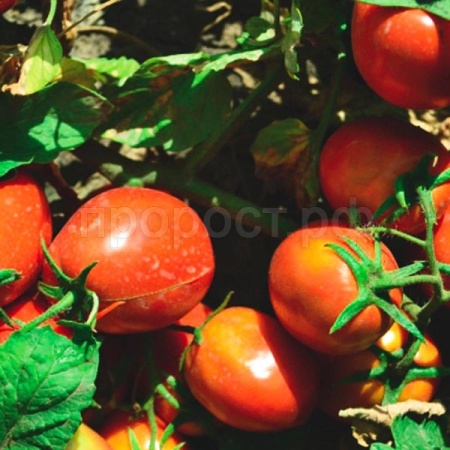 Томат Яки F1 1000 шт Томат Яки F1 1000 шт