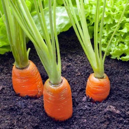 Морковь Королева осени 2г Морковь Королева осени 2г