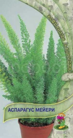 Аспарагус Мейери 3шт Аспарагус Мейери 3шт