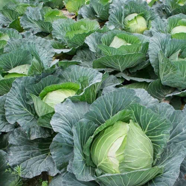 Капуста белокочанная Июньская 1г Капуста белокочанная Июньская 1г