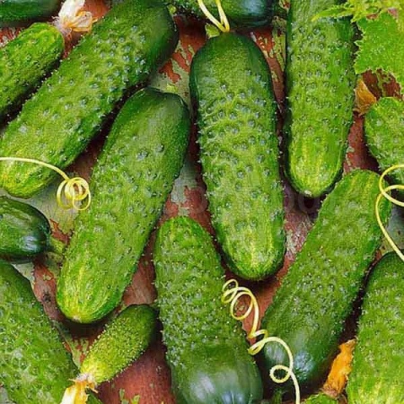 Каприс Фермерская Огурец Меренга F1 100 шт Каприс Фермерская Огурец Меренга F1 100 шт