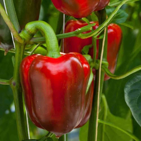 Перец сладкий Ласточка 0,2г Перец сладкий Ласточка 0,2г