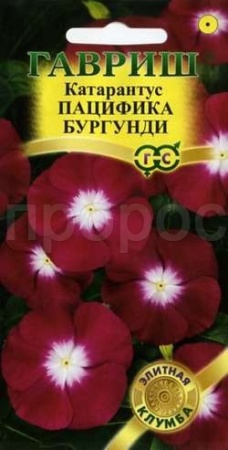 Катарантус Пацифика Бургундия 5 шт Катарантус Пацифика Бургундия 5 шт