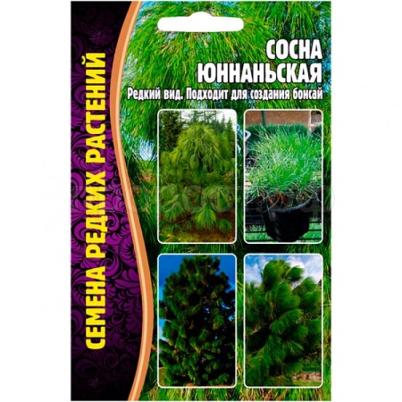 Сосна Юннаньская 25шт Сосна Юннаньская 25шт