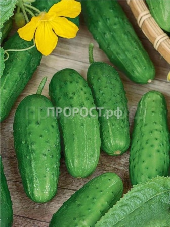 Сембат Огурец Журавленок F1 2г XXXL