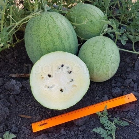 Арбуз Белые росы 5шт Арбуз Белые росы 5шт