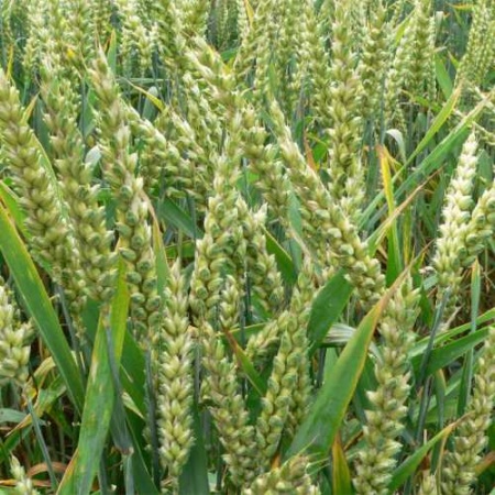 Семена ржи озимой 0,8 кг Семена ржи озимой 0,8 кг