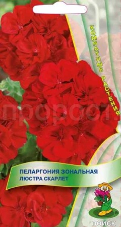 Пеларгония Люстра Скарлет 5шт Пеларгония Люстра Скарлет 5шт