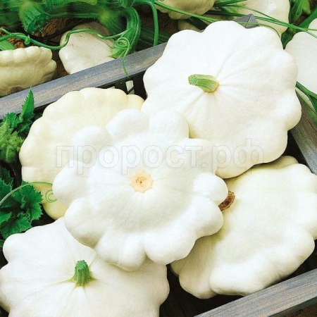 Сембат Патиссон Диск 5г XXXL