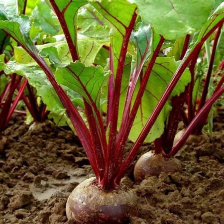 Свекла Египетская плоская 2г Свекла Египетская плоская 2г