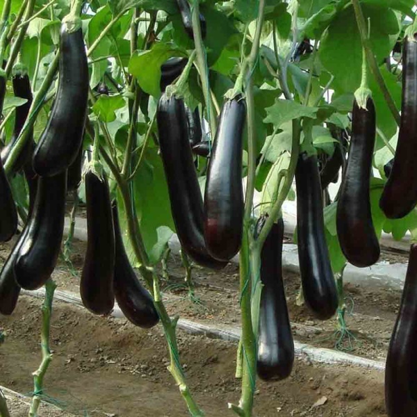 Баклажан Алмаз 0,5г Баклажан Алмаз 0,5г