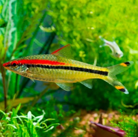 Барбус Денисони S Барбус Денисони S