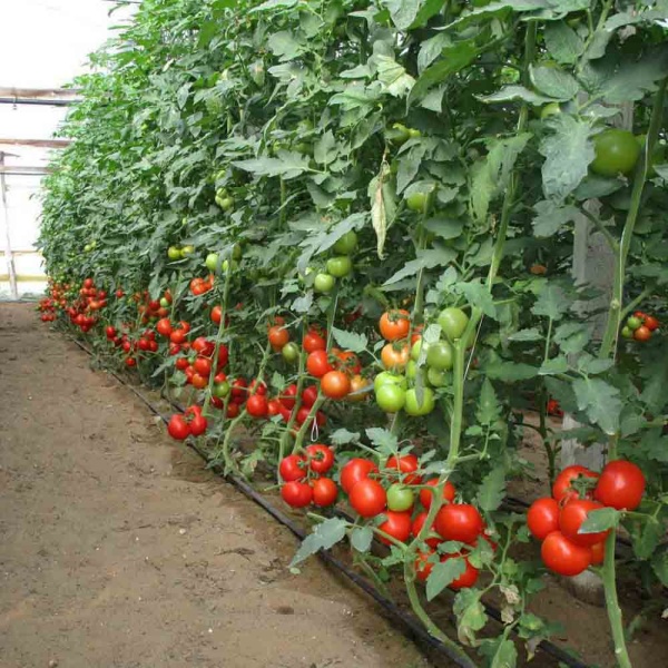 Томат Волгоградский 5/95 0,2г Томат Волгоградский 5/95 0,2г