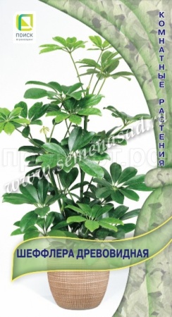Шеффлера древовидная 5шт Шеффлера древовидная 5шт