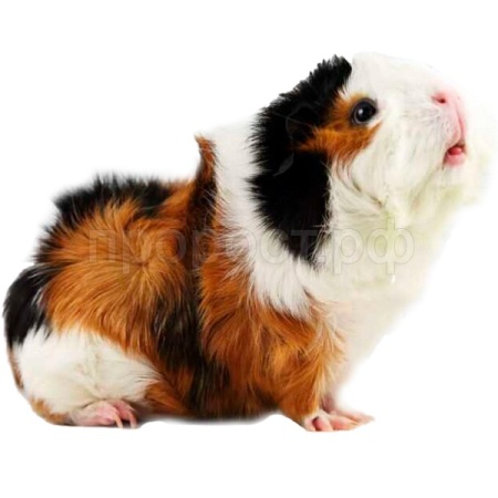 Грызуны Морская свинка розетка Грызуны Морская свинка розетка