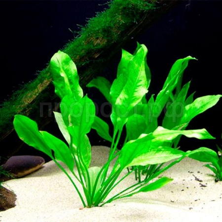 Кочка Кочка