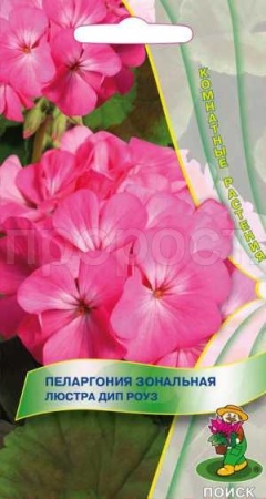 Пеларгония Люстра Дип Роуз 5шт  Пеларгония Люстра Дип Роуз 5шт
