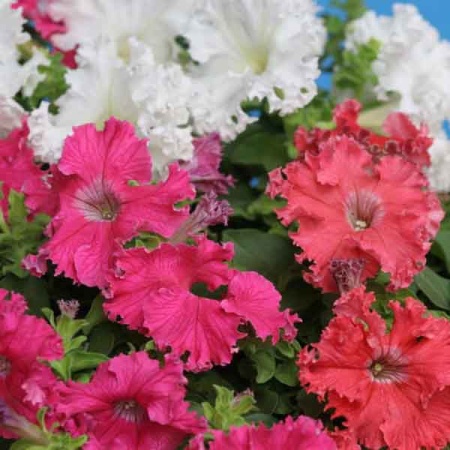 Петуния бахромчатая Афродита Смесь окрасок 10шт  Петуния бахромчатая Афродита Смесь окрасок 10шт